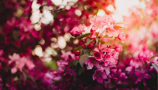 Make It Memorable: Upscaling your Mother’s Day Planter